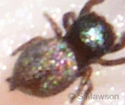 Simaethula sp. 1