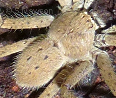 Sparassidae 1