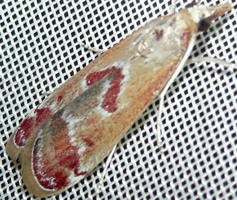 Syntonarcha iriastis