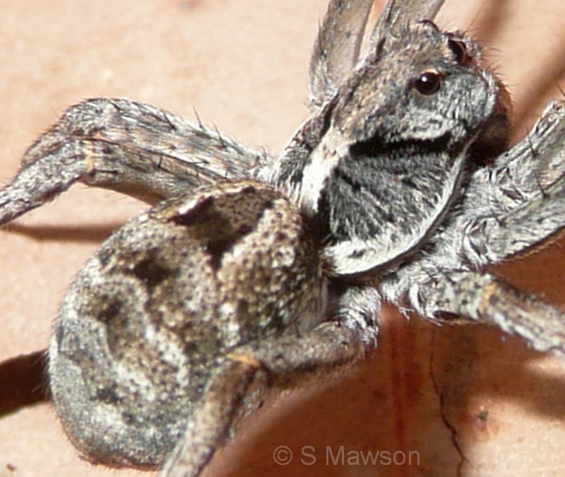 Tasmanicosa sp. 2