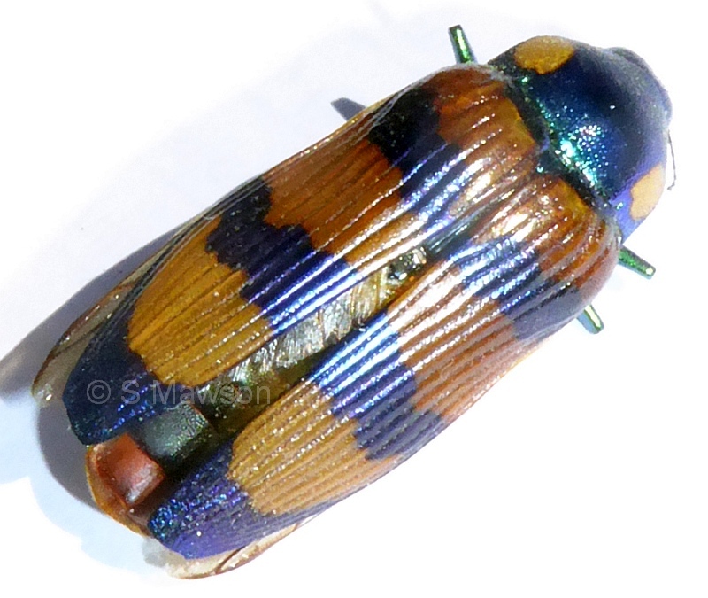 Temognatha conspicillata
