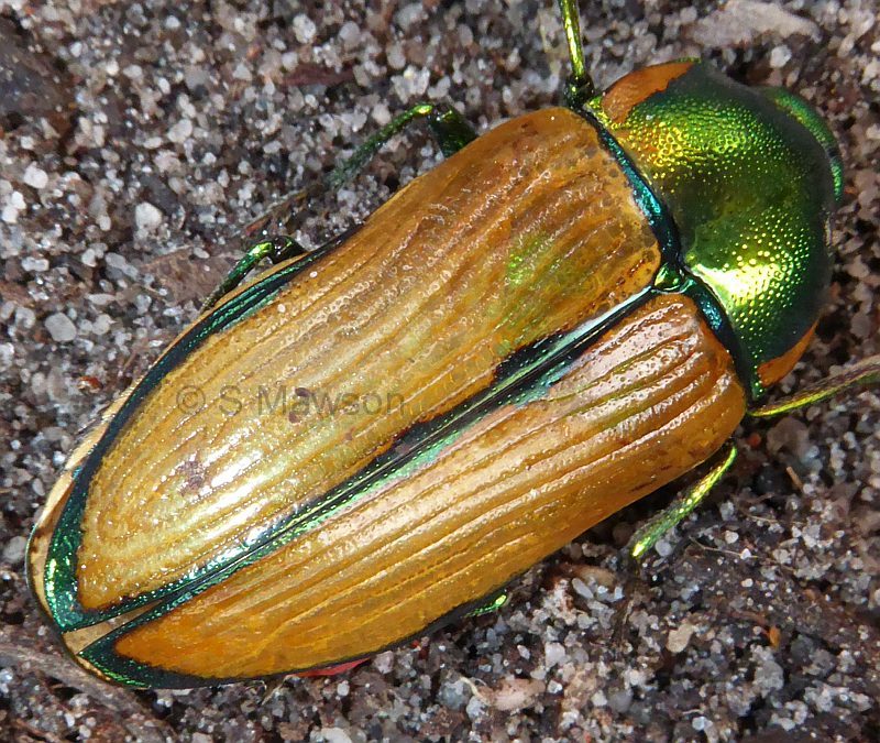 Temognatha lessonii