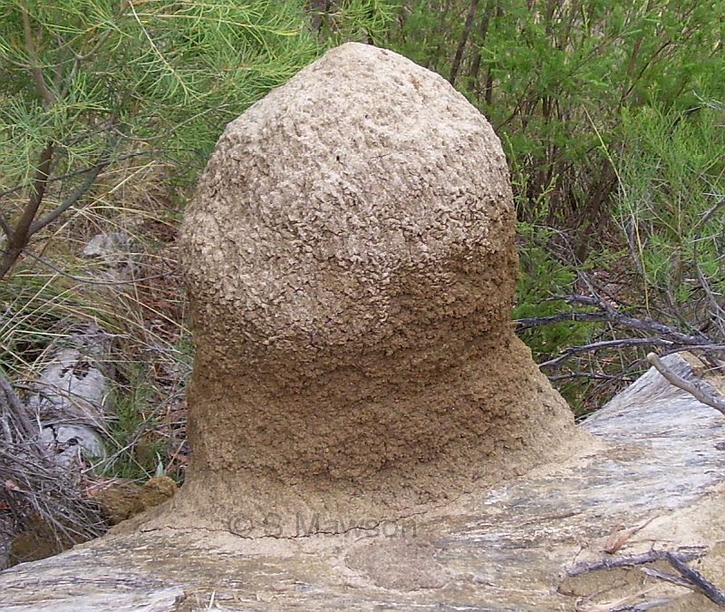 Termitidae 1