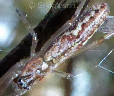 Tetragnatha sp. 2