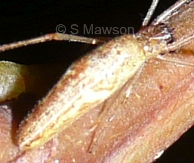 Tetragnatha sp. 1