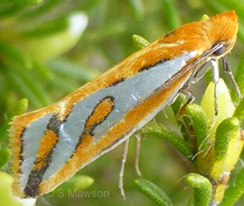Thudaca haplonota