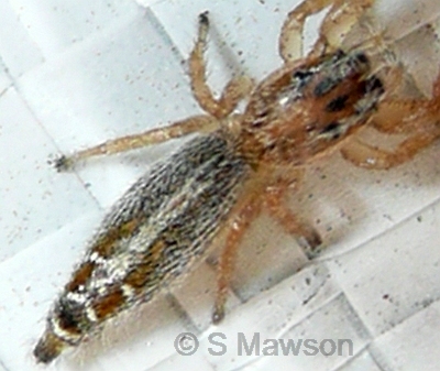 Thyene concinna