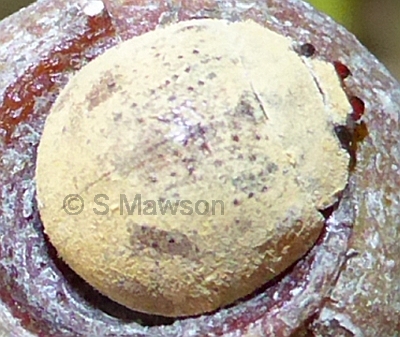 Trachymela sp. 1