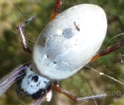 Trichonephila edulis