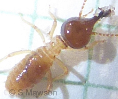 Tumulitermes westraliensis