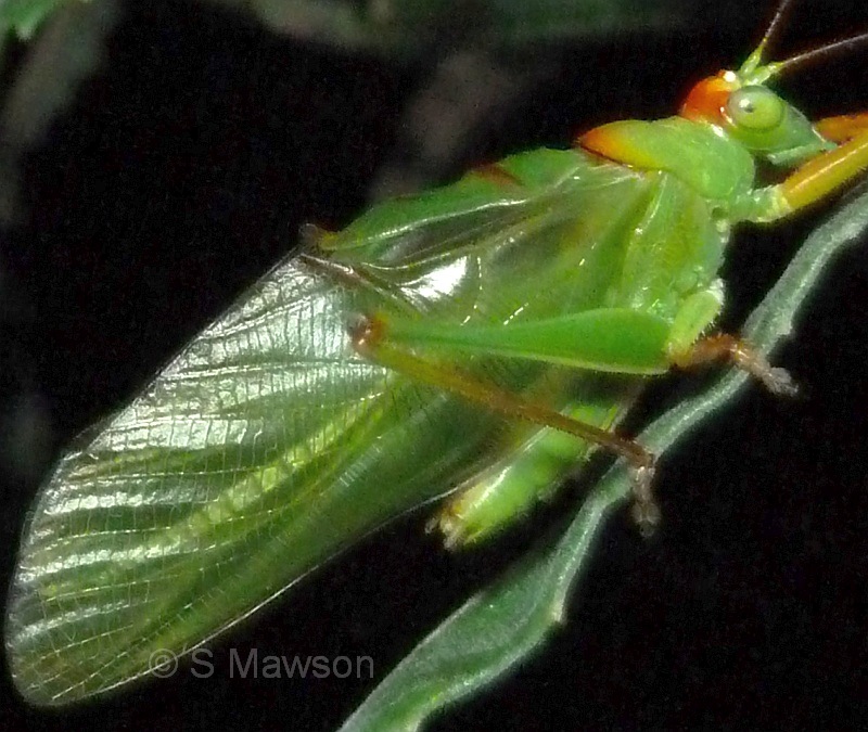 Tympanophora andreae (male)