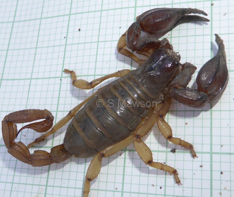 Urodacus novaehollandiae