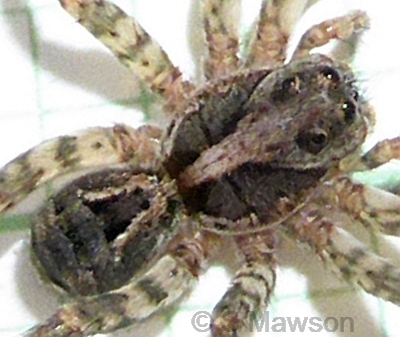 Venator immansueta