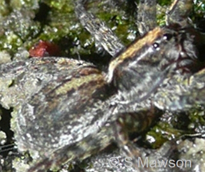 Venatrix pullastra