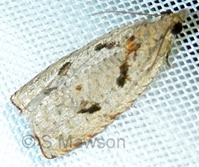 Zomariana doxasticana