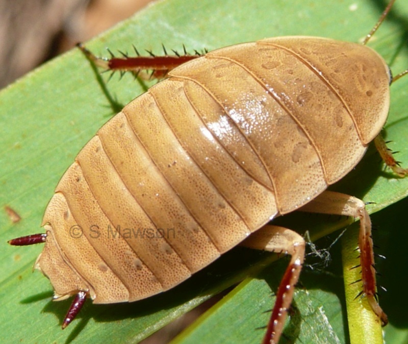 Zonioploca bicolor