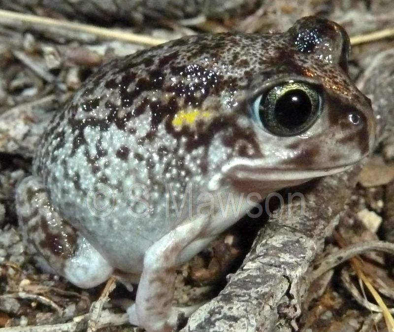 Moaning Frog