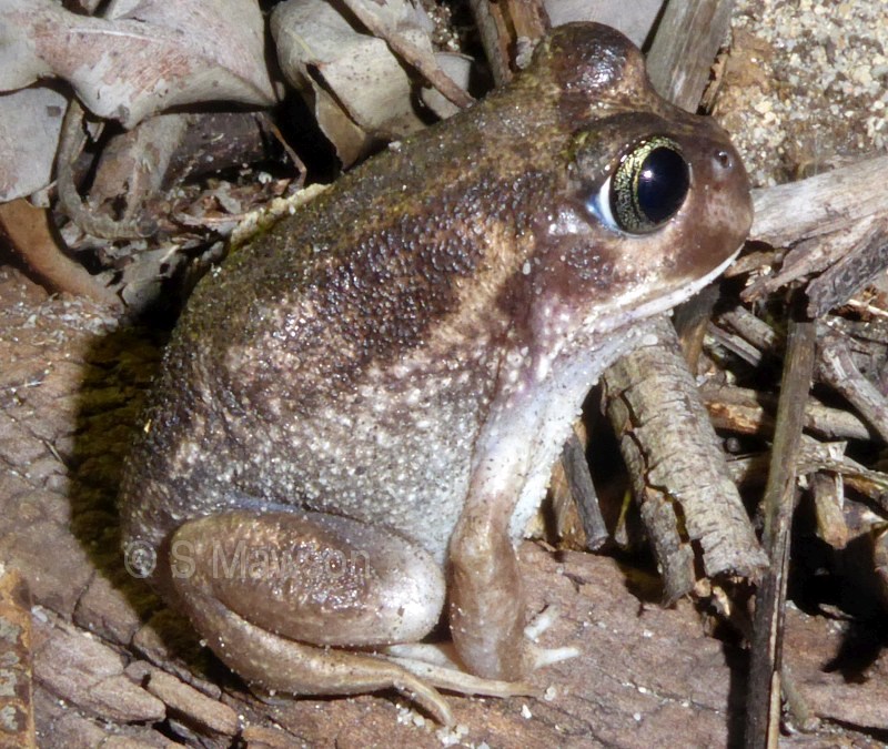 Sand Frog