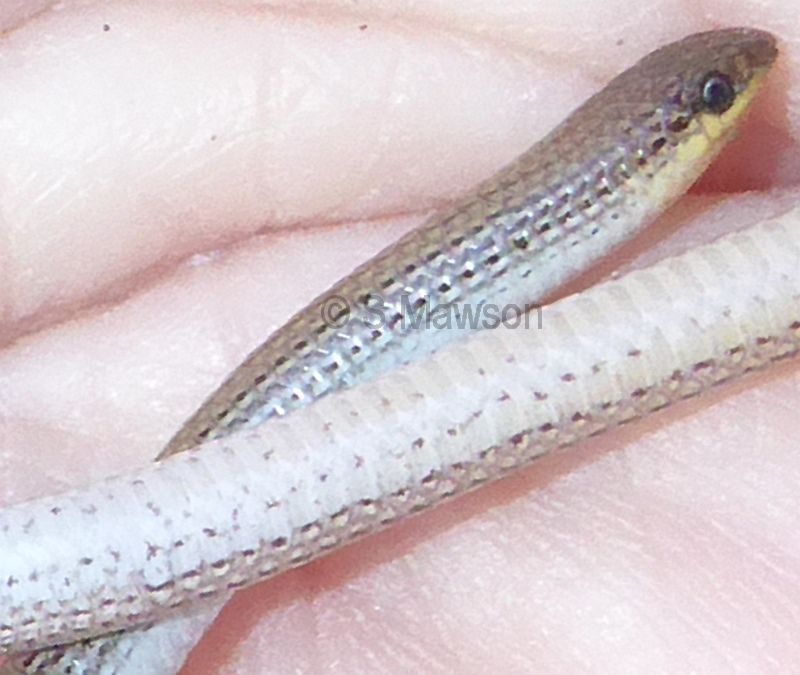 South-western Sandplain Worm Lizard