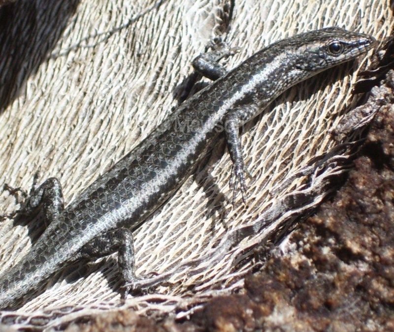 Buchanan’s Snake-Eyed Skink