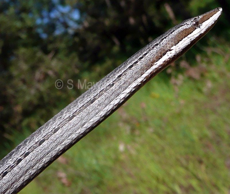 Burton’s Snake-lizard