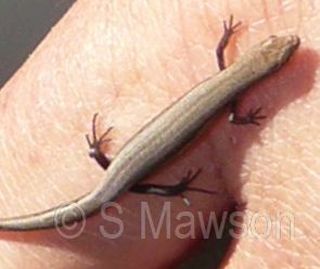 Common Dwarf Skink