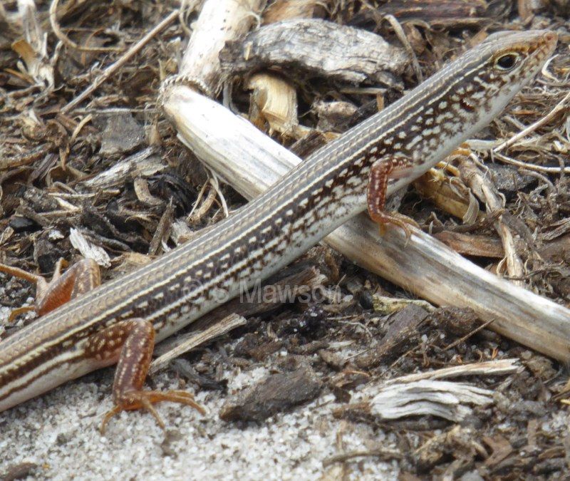 Western Limestone Ctenotus