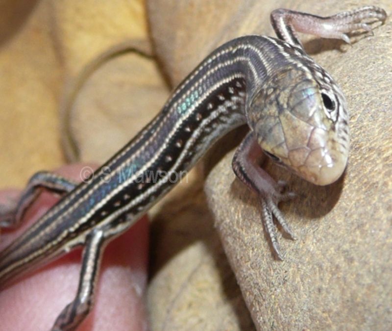 Bar-Shouldered Ctenotus