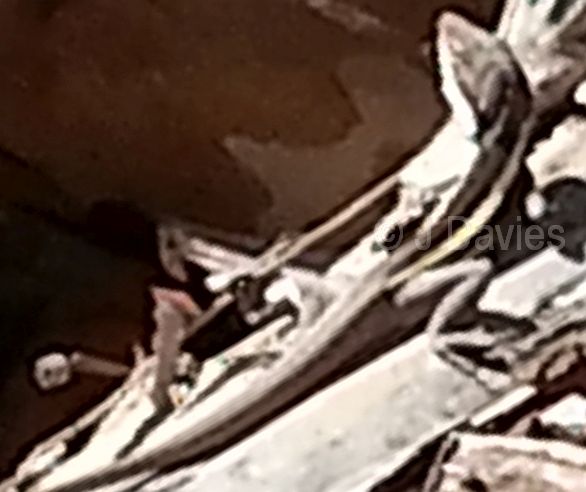 Long-nosed Dragon