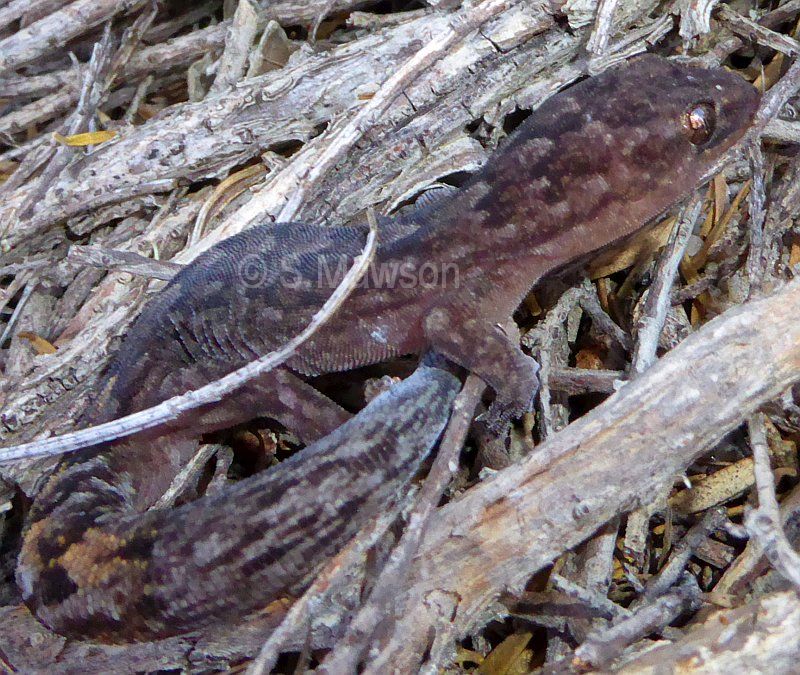 Marbled Gecko