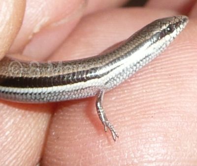 South-western Orange-tailed Slider