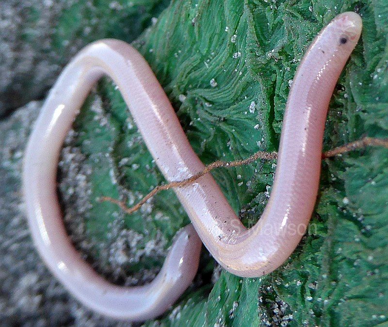 Southern Blind Snake