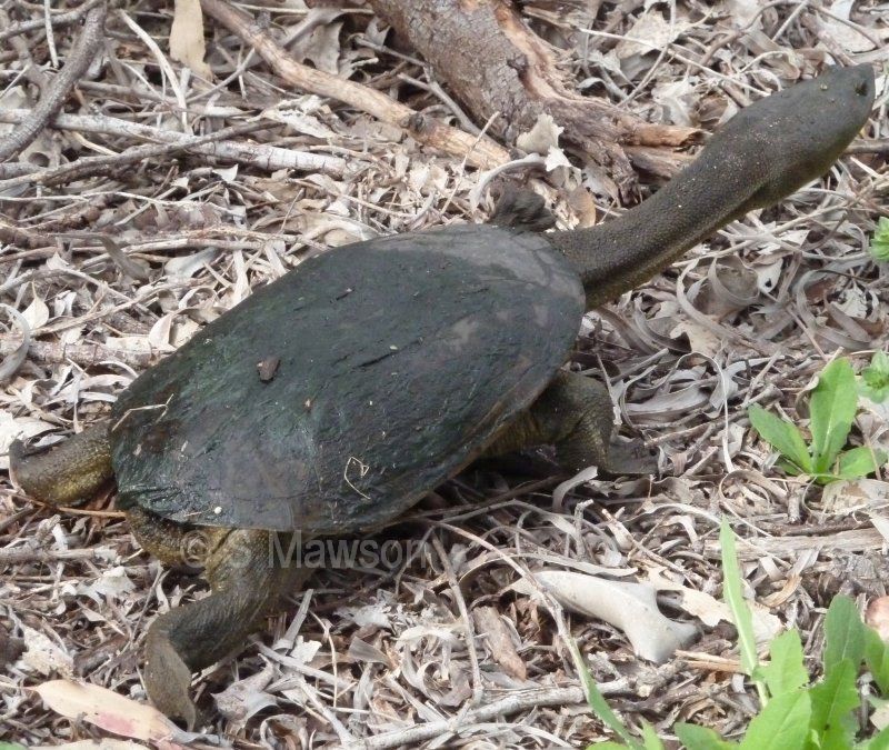 Southwestern Snake-necked Turtle