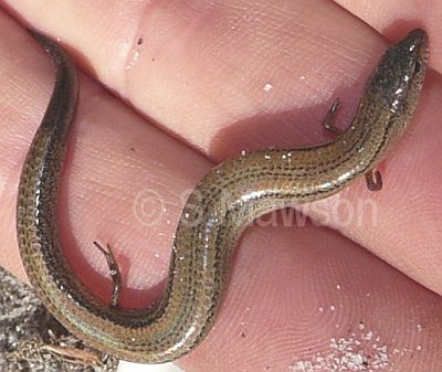 Two-Toed Earless Skink