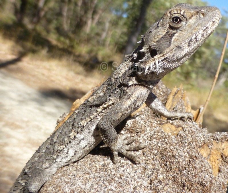 Western Bearded Dragon