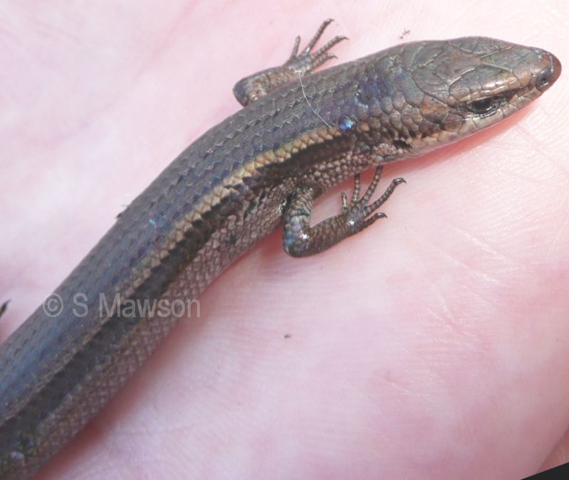 Western Three-lined Skink