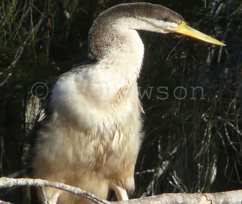 Australasian Darter