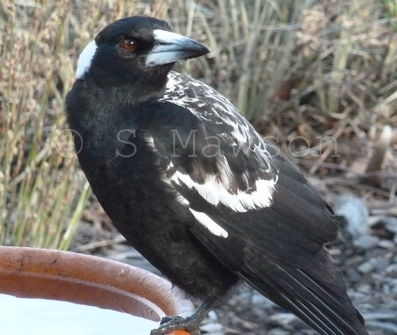 Australian Magpie