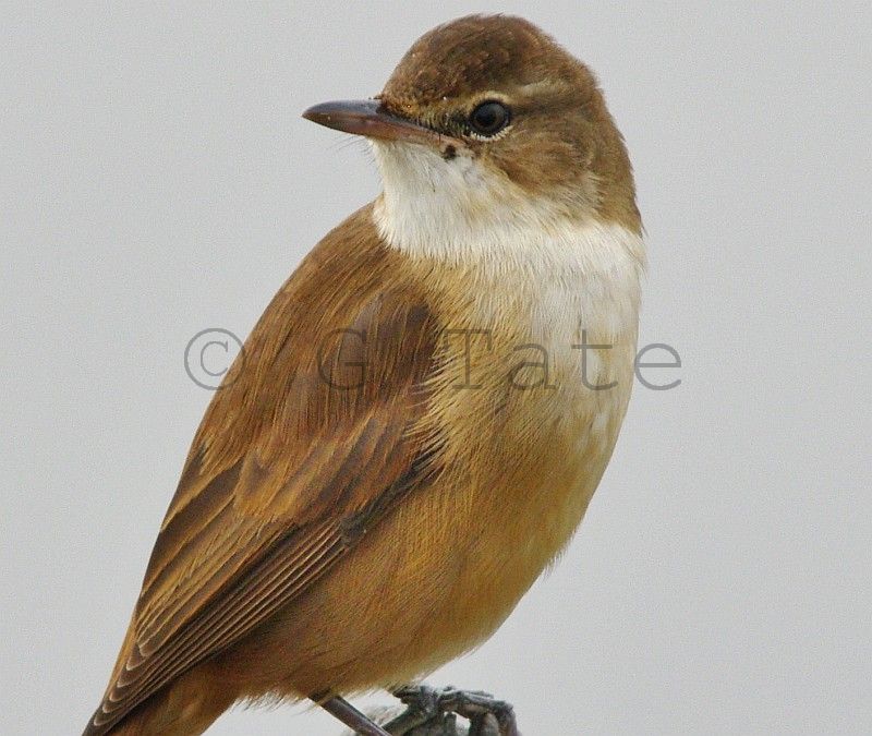 Australian Reed-warbler