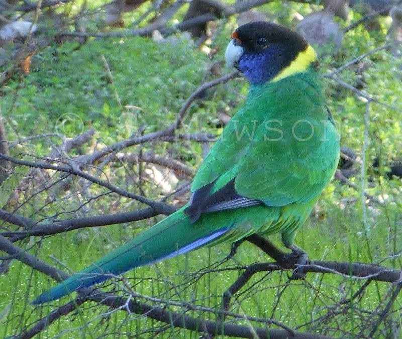 Australian Ringneck