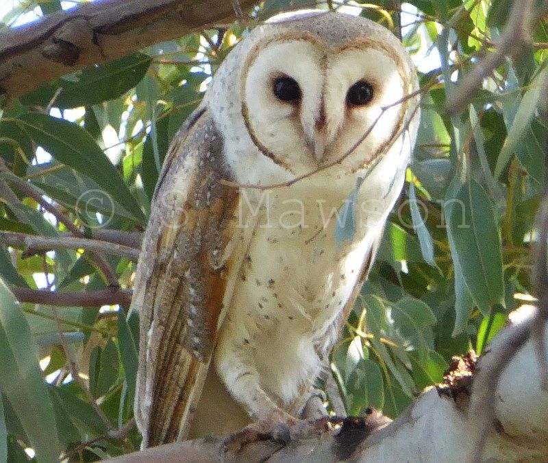 Barn Owl