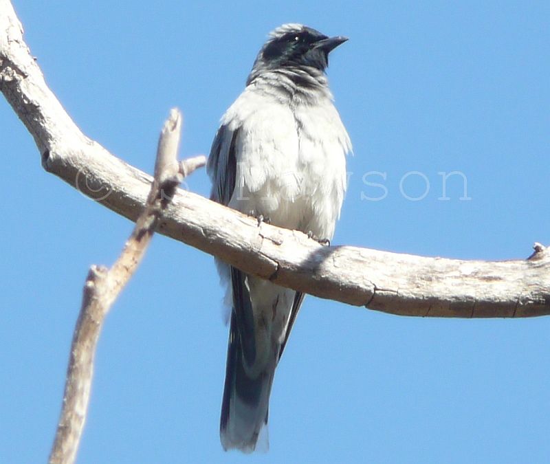 Black-faced Cuckoo-shrike