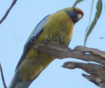 Crimson Rosella