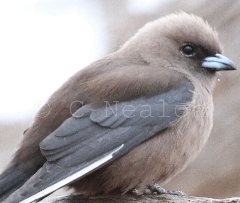 Dusky Woodswallow