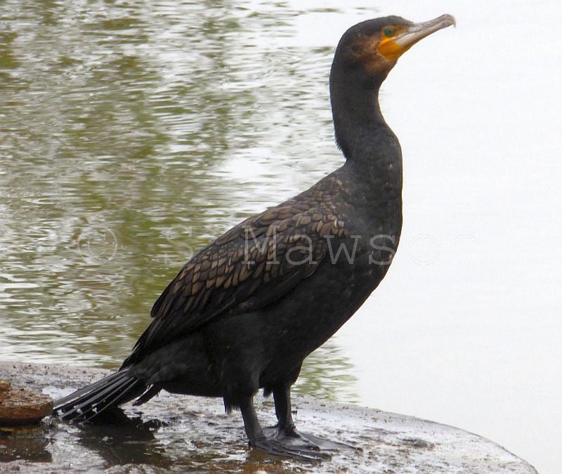 Great Cormorant