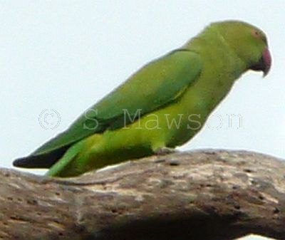 Indian Ringneck
