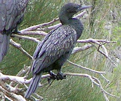 Little Black Cormorant