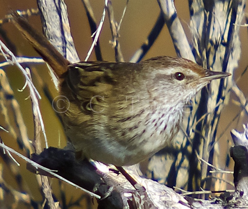 Little Grassbird