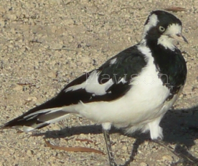 Magpie-lark