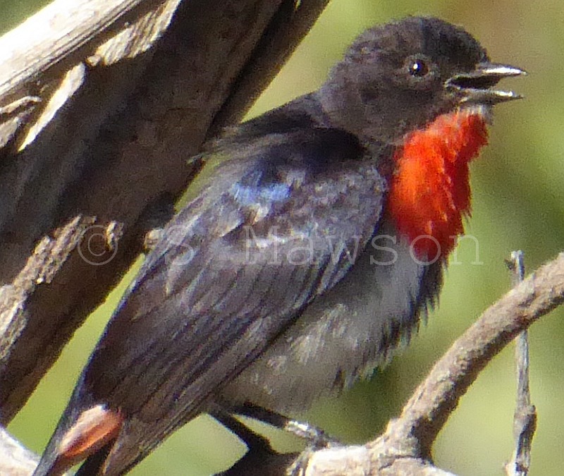 Mistletoebird